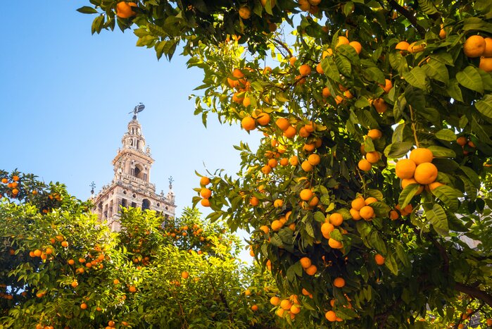Seville's cathedral bell tower seen from the garden courtyard