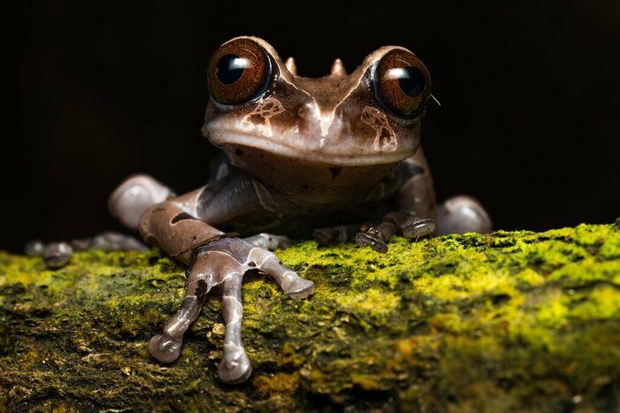 Watch for frogs and other amphibians on a jungle night hike in Panama's Santa Fe National Park in Alto de Piedra