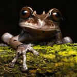 Watch for frogs and other amphibians on a jungle night hike in Panama's Santa Fe National Park in Alto de Piedra