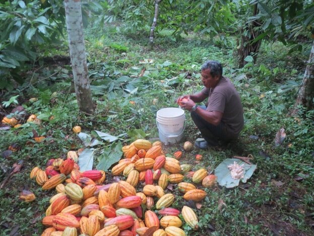 Lubaantun & Chocolate Farm