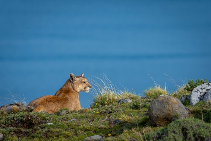 Snap photos of pumas and other animals that flourish in the national parks of Patagonia
