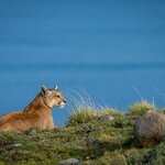 Snap photos of pumas and other animals that flourish in the national parks of Patagonia