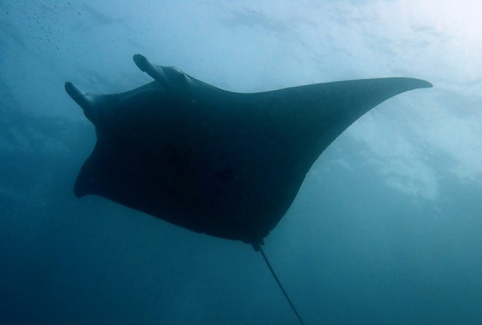 Manta Rays and multicolored Corals 