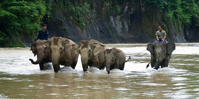 Visit the Elephant Sanctuary