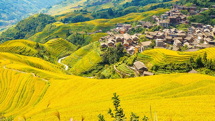 Discover the Beauty of Longji Terraced Fields and Learn to Make Bamboo Tube Rice