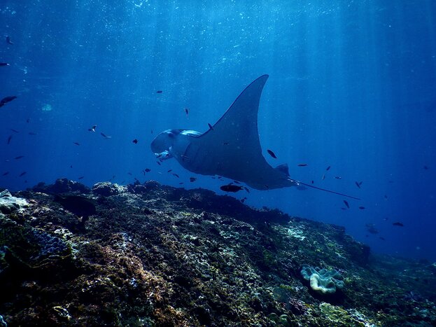 Snorkeling at Manta Point
