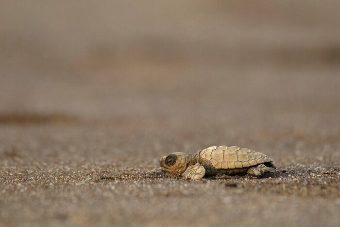Olive Ridley Seat Turtle