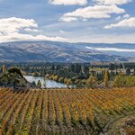Golden leaves on the vines of a vineyard in Otago, New Zealand