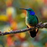 Explore Ecuador's Mindo Cloud Forest and see wildlife like dazzling hummingbirds