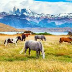 Wild horses graze in Torres del Paine National Park