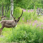 A reindeer in Finnish Lapland