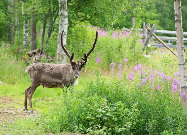 A reindeer in Finnish Lapland