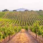 Stroll through the vineyards of Alentejo