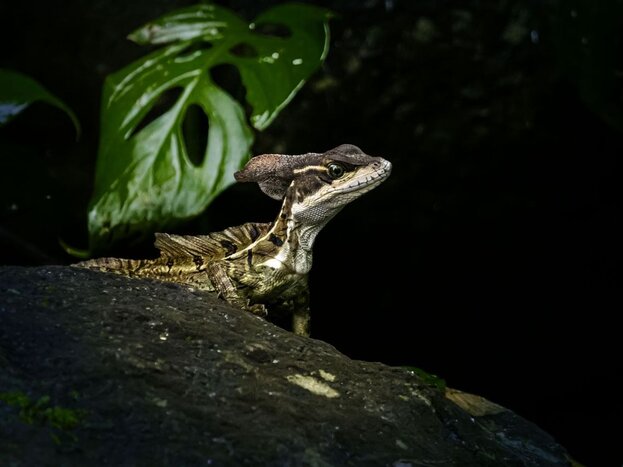 Night Walk at Tirimbina Rainforest Center