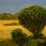 Queen Elizabeth National Park, Uganda