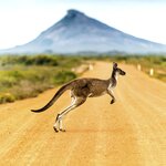 Kangaroo crosses a dirt road in Western Australia