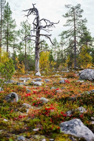 Pallas National Park Wilderness Adventure