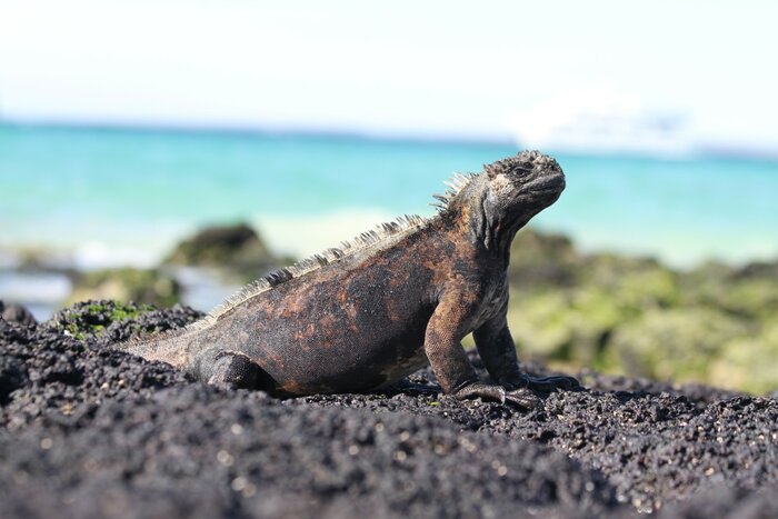 Spot marine iguanas in the wild's of the Galápagos Islands