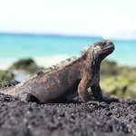 Spot marine iguanas in the wild's of the Galápagos Islands