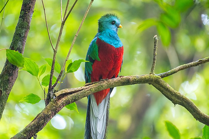 Quetzal Safari Quest
