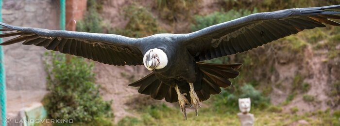 Private tour to Sacsayhuaman, Cochahuasi & Pisac 
