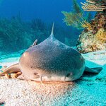 See marine life on a snorkeling or scuba diving adventure around Belize's many cayes, like this harmless nurse shark