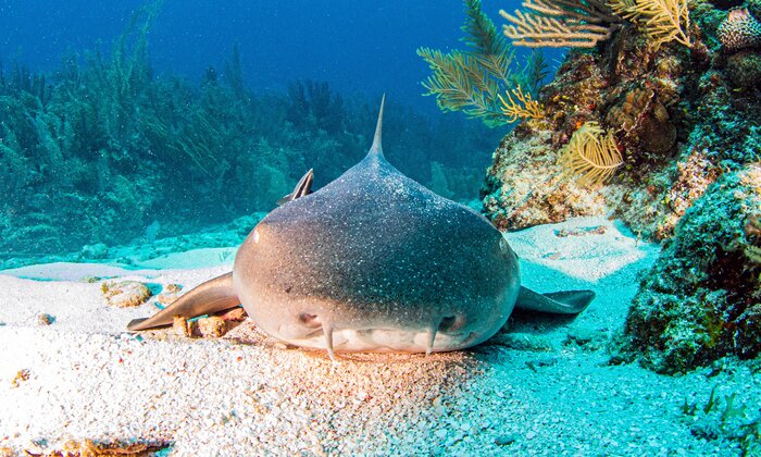 See marine life on a snorkeling or scuba diving adventure around Belize's many cayes, like this harmless nurse shark