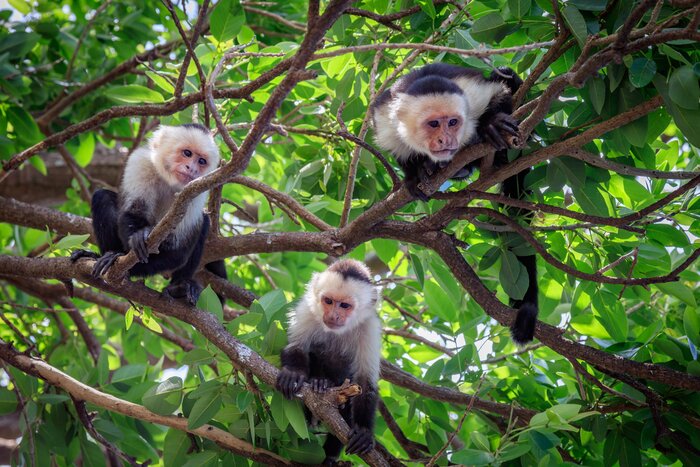 Costa Rica's Natural Wonders - 10 Days