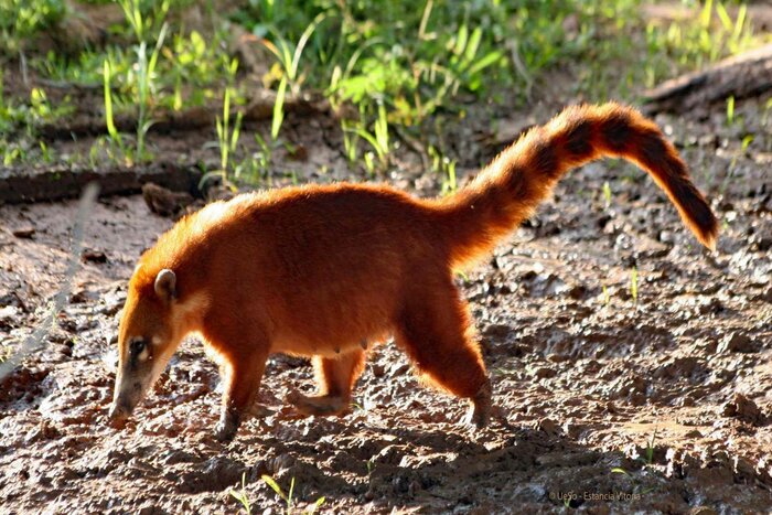 Day 2 at Ueso Pantanal Lodge'