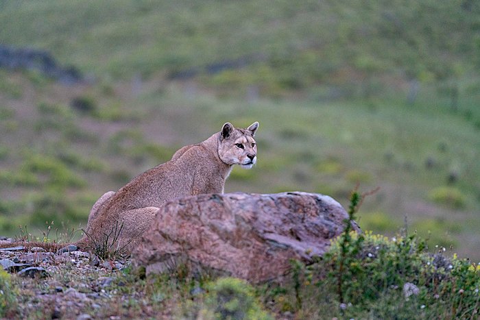 Puma Observation at Reserva Leona Amarga