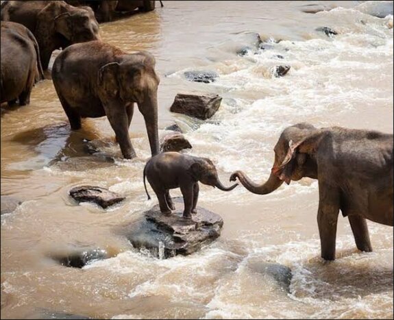 Visit Hathi Gaon