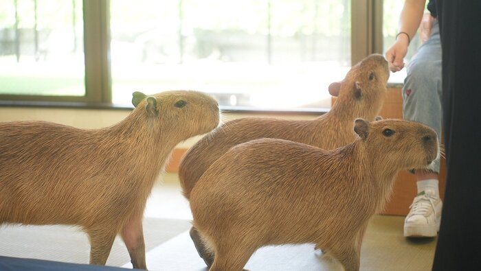 CAPPINESS Capybara Cafe Tokyo