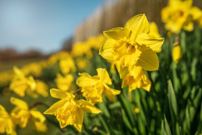 Daffodils in a park in Wales