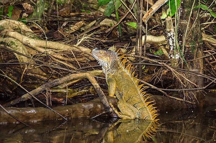 Sarapiquí Nature Hike at La Selva