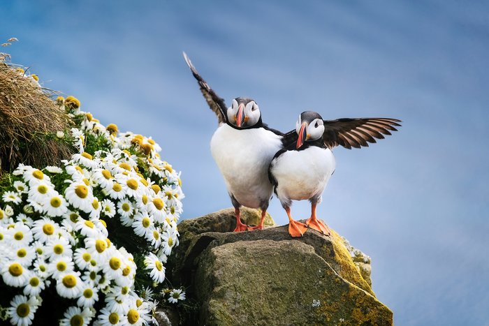 Puffins, Westfjords, Iceland