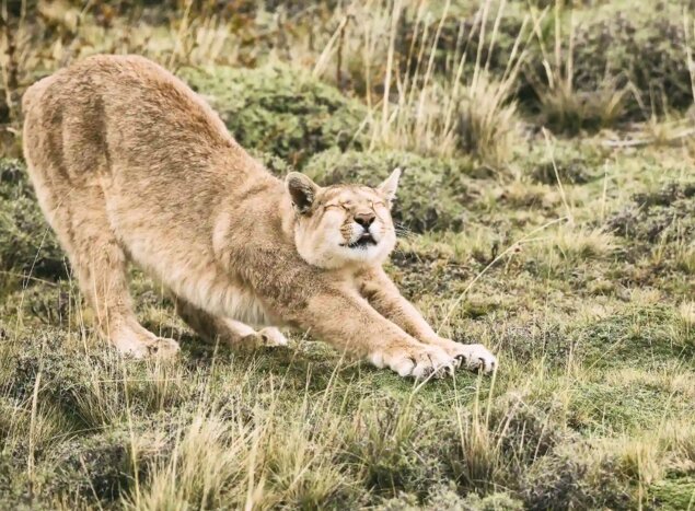 Puma Encounter in Torres del Paine
