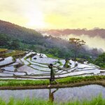 Terraced hillsides in Pu Luong