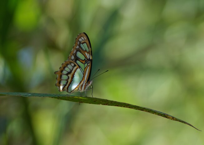 Discover some of Panama's wildlife on this weeklong tour