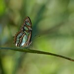  Discover some of Panama's wildlife on this weeklong tour