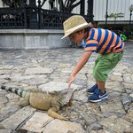 Meet local iguanas in Ecuador with the family! 