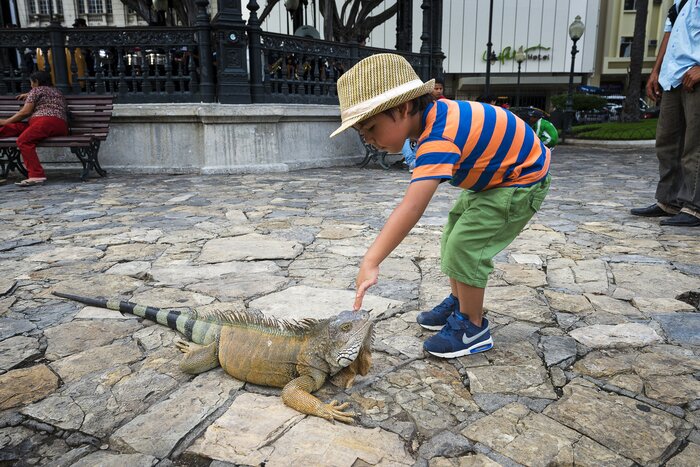 Meet local iguanas in Ecuador with the family!