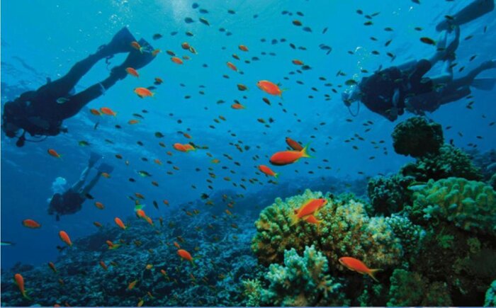 Barrier Reef Snorkeling | Half Day.