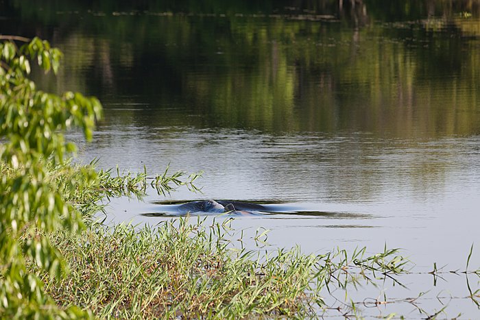 Pacaya Samiria Amazon Lodge 2/4