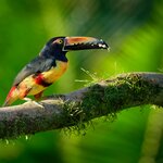 Visit the National Aviary of Colombia in Cartagena and see birds like this collared aracari