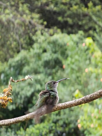 Hummingbird Sanctuary