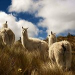 Llamas in El Cajas National Park