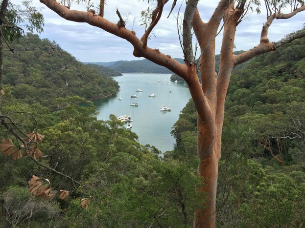 Northern Beaches & Ku-ring-gai Chase Day Trip