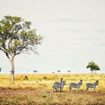 Discover the wildlife of southern Tanzania with game drives and safari adventures