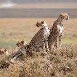 Cheetahs in the Serengeti
