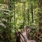 Enjoy a guided stroll through the Daintree Rainforest